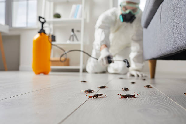 Commercial Kitchen Cockroach Control in Clio